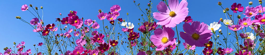 スライド_コスモス