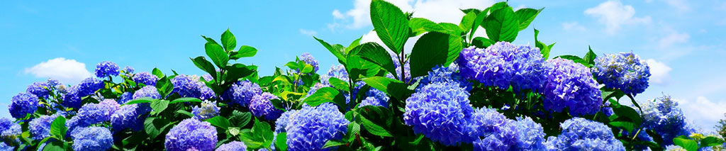 スライド_あじさい