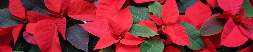スライド_ポインセチア