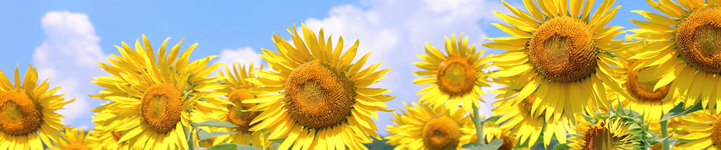 スライド_ひまわり