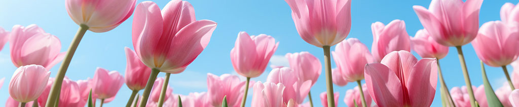 スライド_チューリップ